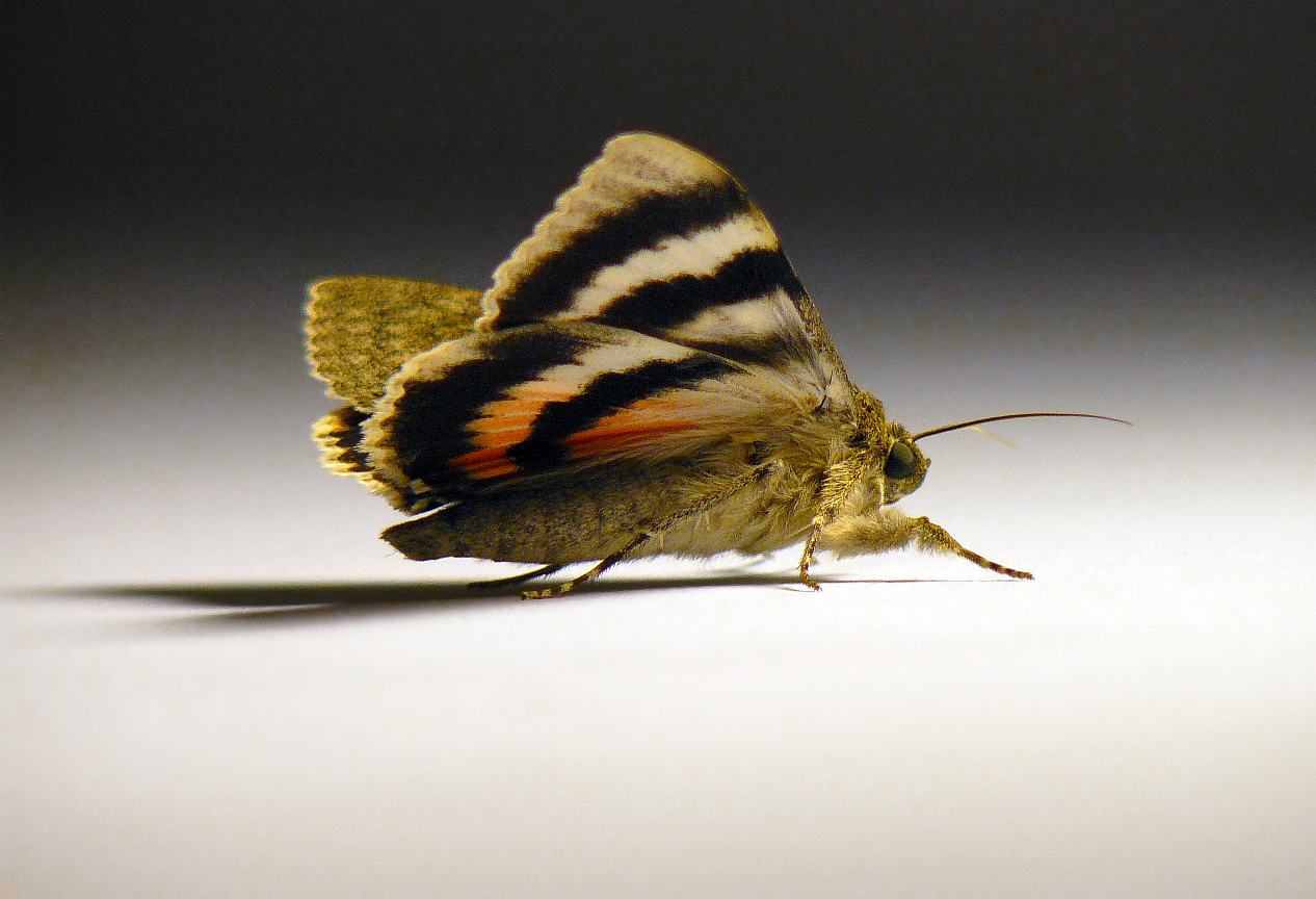 Ach ten pomaranczowy kolor ... Ach ten pomaranczowy kolor ...