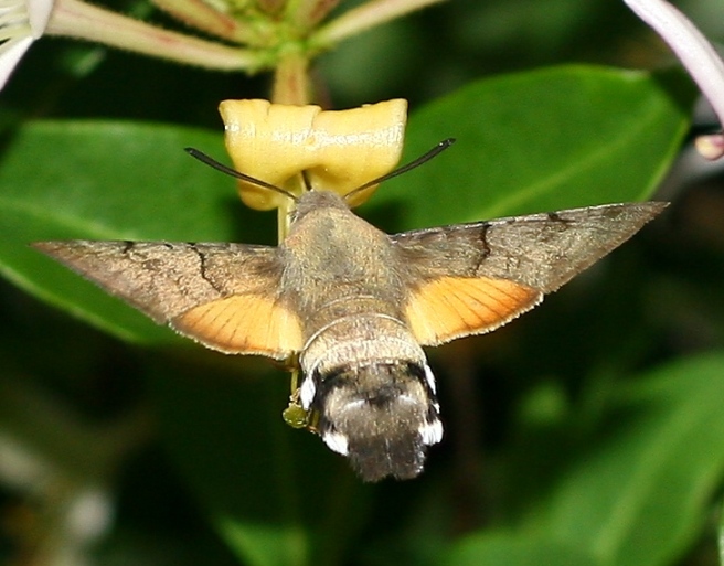 Fruczak gołąbek - Macroglossum stellatarum (L.) Fruczak gołąbek - Macroglossum stellatarum (L.)