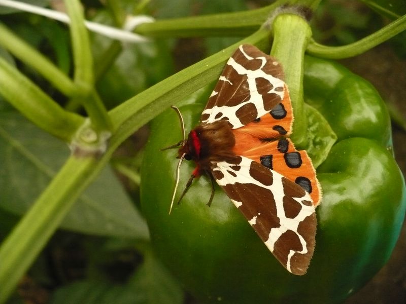 Niedzwiedzi�wka kaja [�ac. Arctia caja]