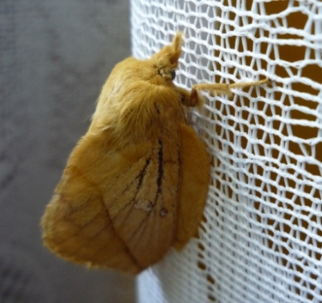 Nocny gość Nocny gość