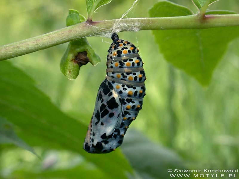 Poczwarka Euphydryas maturna