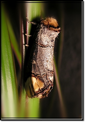 Phalera bucephala Phalera bucephala