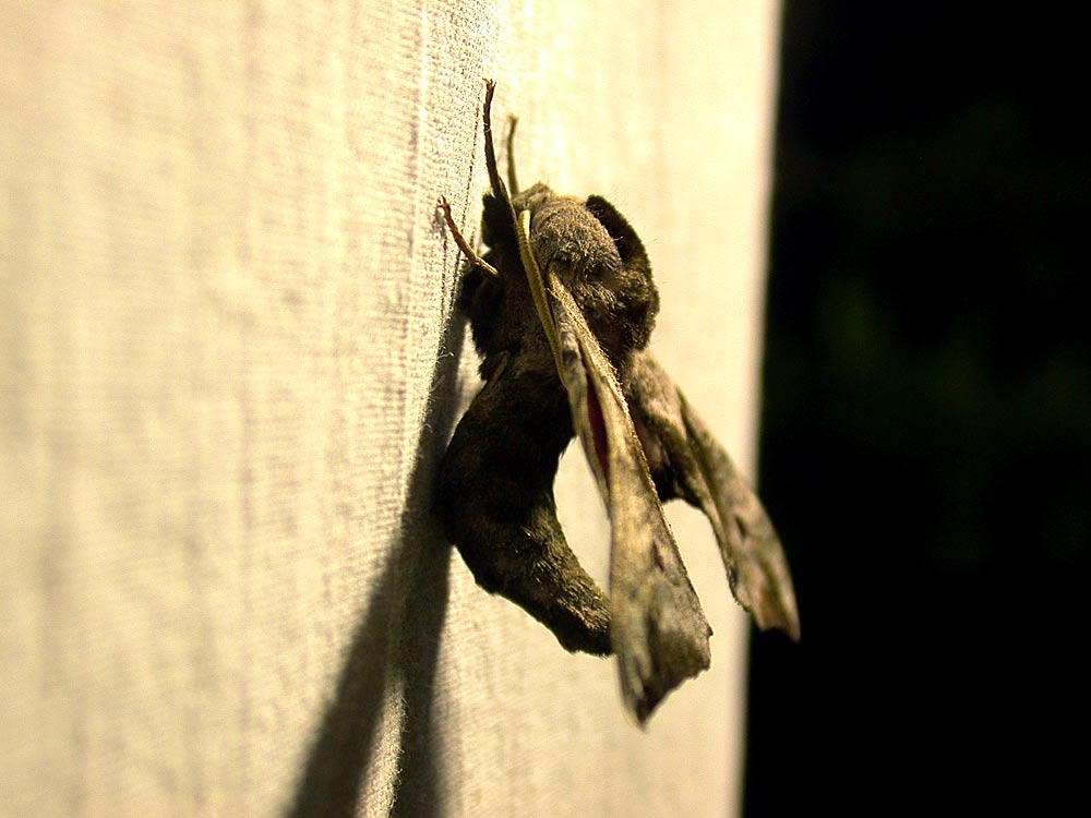 Sympozjum2006 -nocne połowy Sympozjum2006 -nocne połowy