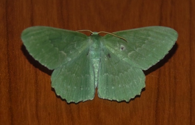 Miernik Zieleniak (Geometra papilionaria) Miernik Zieleniak (Geometra papilionaria)