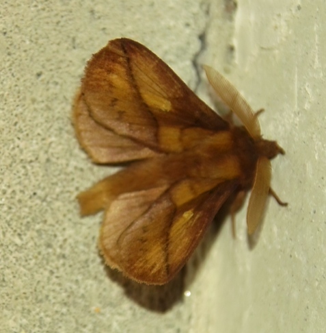 Euthrix potatoria- Nap�jka ��kowa