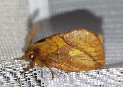 Euthrix potatoria- Napójka łąkowa Euthrix potatoria- Napójka łąkowa