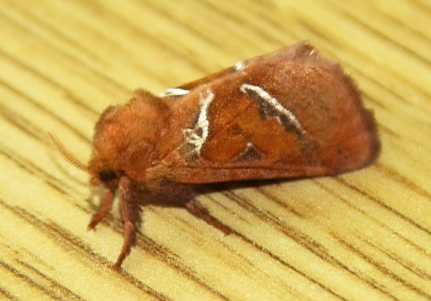 Triodia sylvina(krótkowąs leśny) Triodia sylvina(krótkowąs leśny)