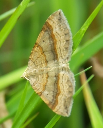Paśnik komosiak (Scotopteryx chenopodiata) Paśnik komosiak (Scotopteryx chenopodiata)