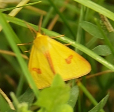 Nied�wiedzi�wka jastrz�bica - Marzym��dka pajacyk (Diacrisia sannio)