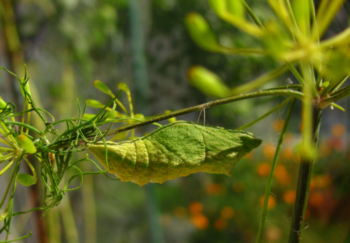 Poczwarka papilio machon