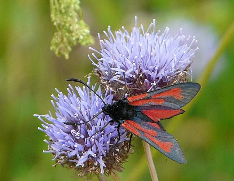 Kra�nik purpuraczek (Zygaena purpuralis)