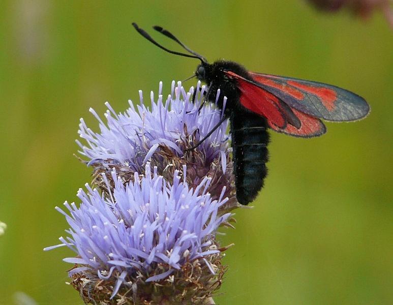 Kraśnik purpuraczek (Zygaena purpuralis) Kraśnik purpuraczek (Zygaena purpuralis)