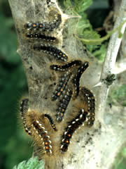 Euproctis chrysorrhoea Euproctis chrysorrhoea