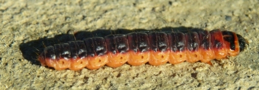 Trociniarka czerwica (Cossus cossus)