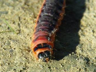 Trociniarka czerwica (Cossus cossus)
