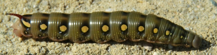 Zmrocznik przytuliak