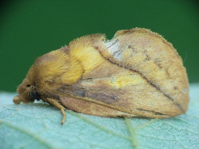 nap�jka ��kowa