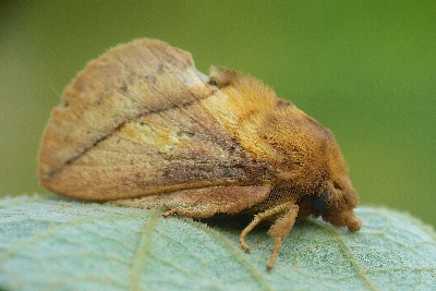 nap�jka ��kowa