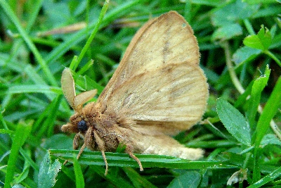 nap�jka ��kowa