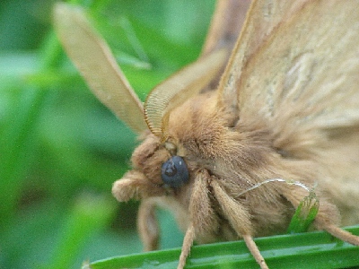 nap�jka ��kowa