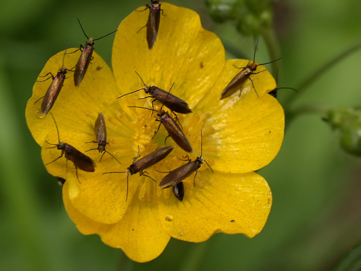 Sympozjum2006 -Micropterix calthella Sympozjum2006 -Micropterix calthella