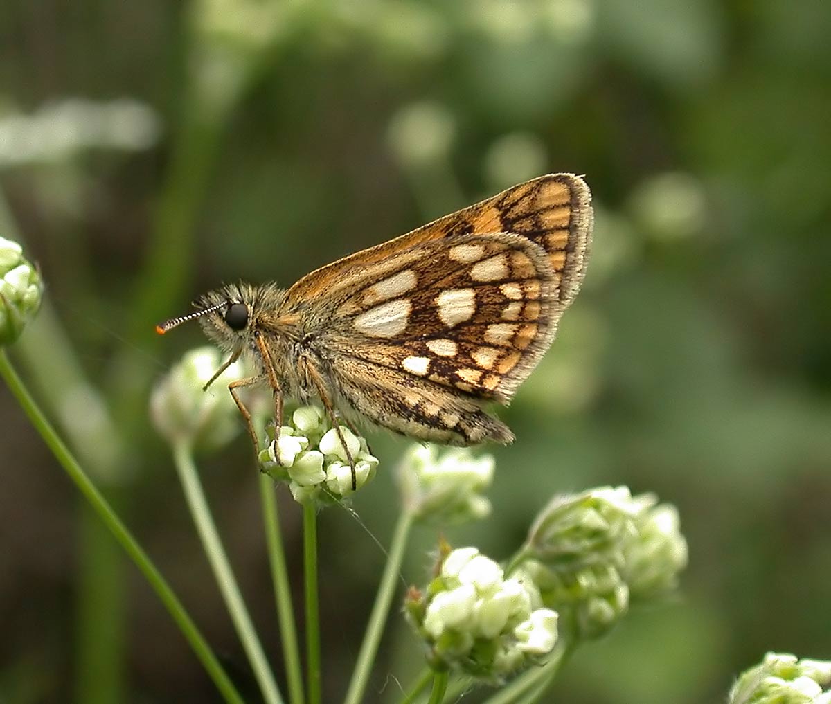 Sympozjum2006 -C. palaemon m. tolli Sympozjum2006 -C. palaemon m. tolli