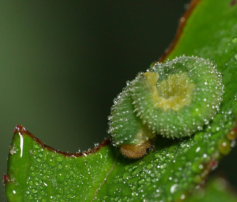 Kropelkowa (2) Kropelkowa (2)