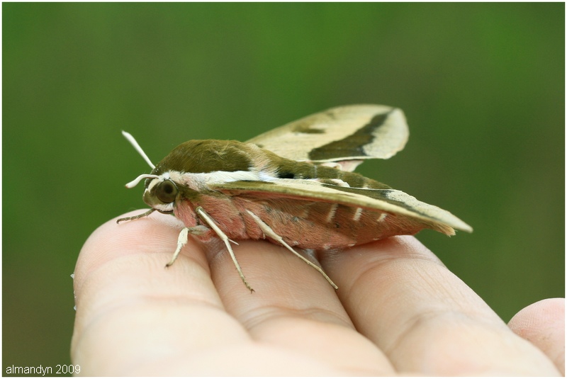 Hyles euphorbiae - Zmrocznik wilczomleczek Hyles euphorbiae - Zmrocznik wilczomleczek