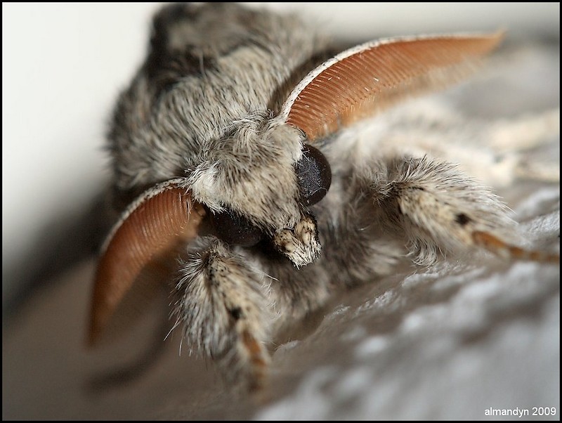 Portrecik Calliteara pudibunda