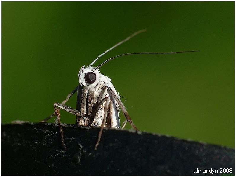 czekanie na ksi�cia...