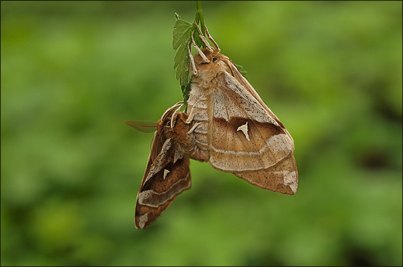 LOTNICA ZYSKA - Aglia tau