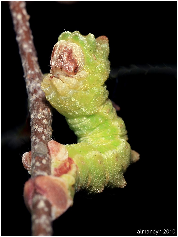 Miernik zieleniak Miernik zieleniak