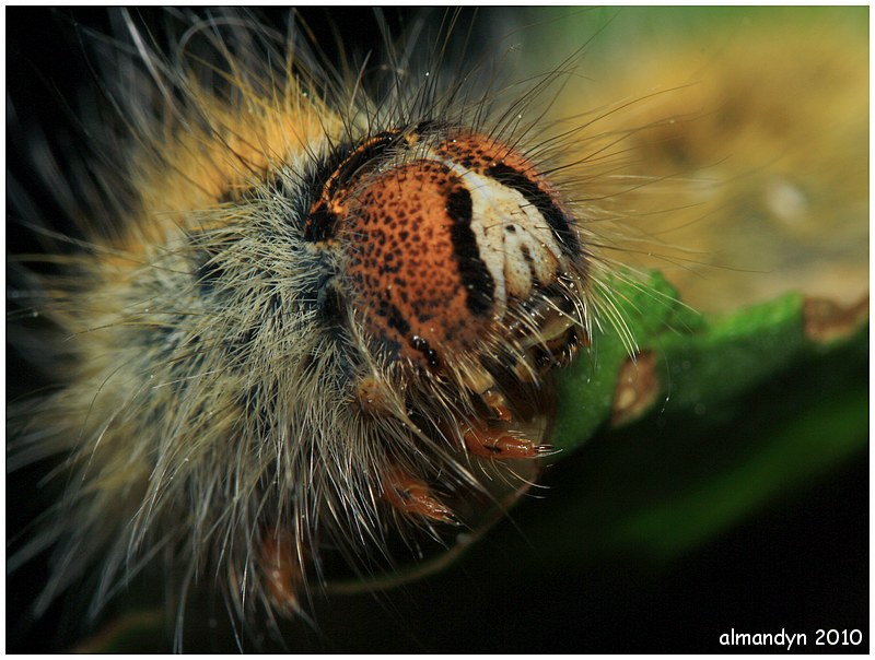 Barczatka koniczynówka Barczatka koniczynówka