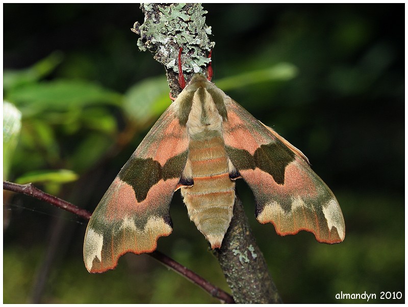 Nastrosz lipowiec Nastrosz lipowiec
