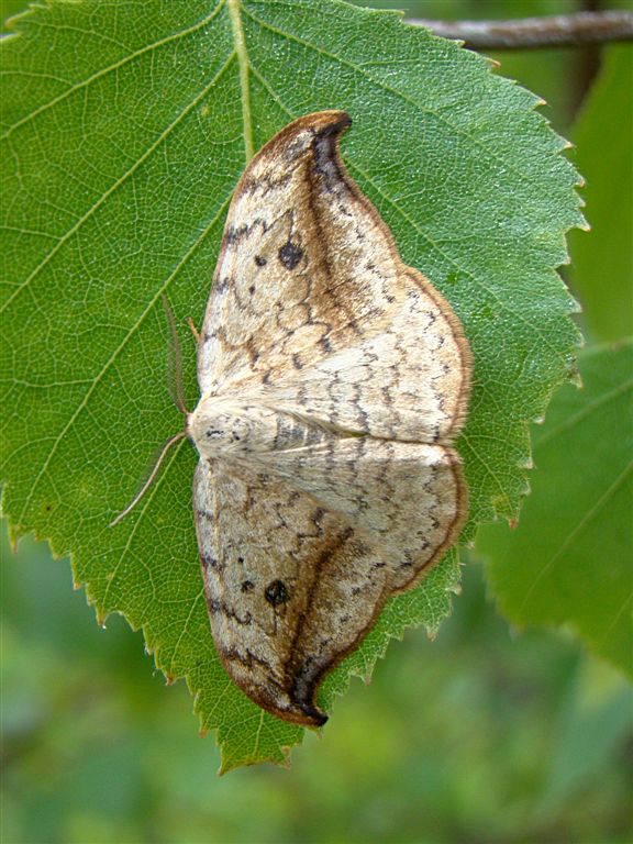 Wycinka sierpianka ( Drepana Falcataria ) Wycinka sierpianka ( Drepana Falcataria )