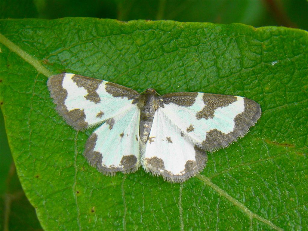 Plamiec nabuczak ( Lomaspilis marginata ) Plamiec nabuczak ( Lomaspilis marginata )