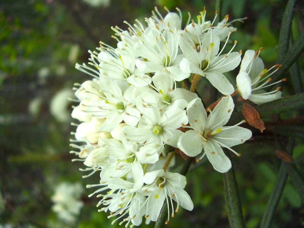 Sympozjum2006 -Bagno zwyczajne Sympozjum2006 -Bagno zwyczajne