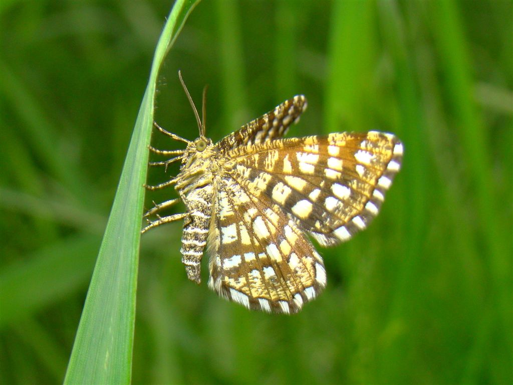 Witalnik naostrzak ( Chiasmia clathrata ) Witalnik naostrzak ( Chiasmia clathrata )