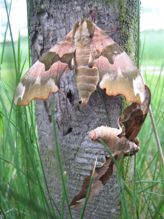 Nastrosz lipowiec ( Mimas tiliae ) Nastrosz lipowiec ( Mimas tiliae )