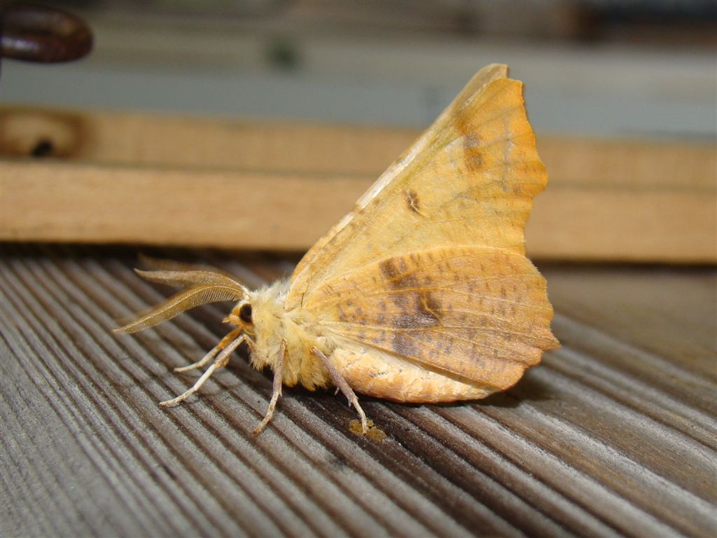 Latalec jesienniak ( Ennomos autumnaria ) Latalec jesienniak ( Ennomos autumnaria )