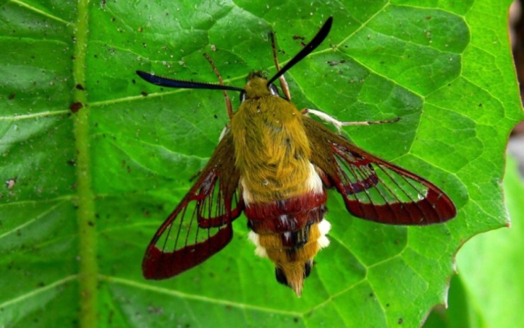 fruczak bujankowiec fruczak bujankowiec