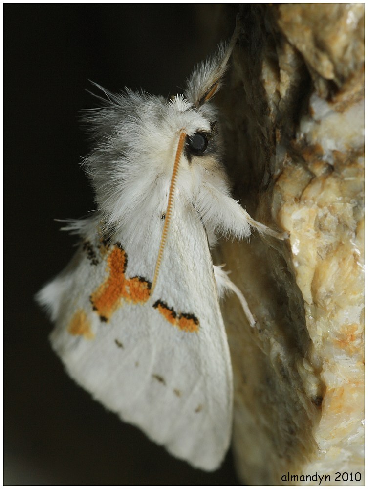 Białoząbka dwubarwica Białoząbka dwubarwica