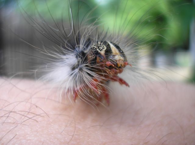 Brudnica nieparka Brudnica nieparka