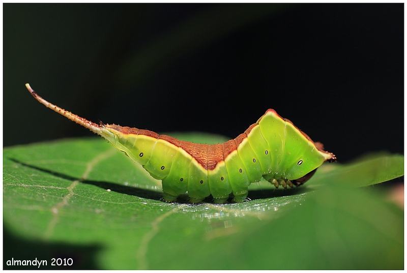 mała Widłogonka siwica mała Widłogonka siwica