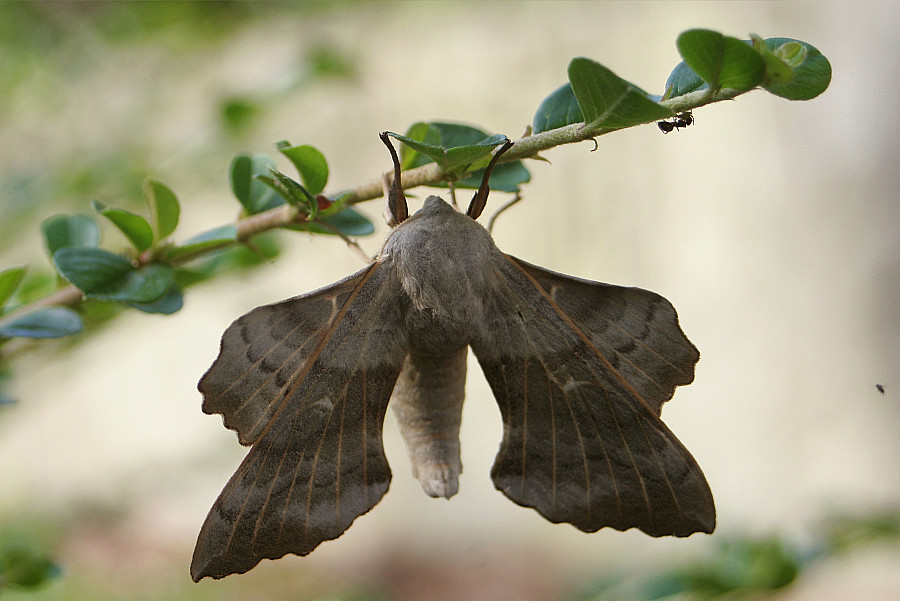 Nastrosz topolowiec Nastrosz topolowiec