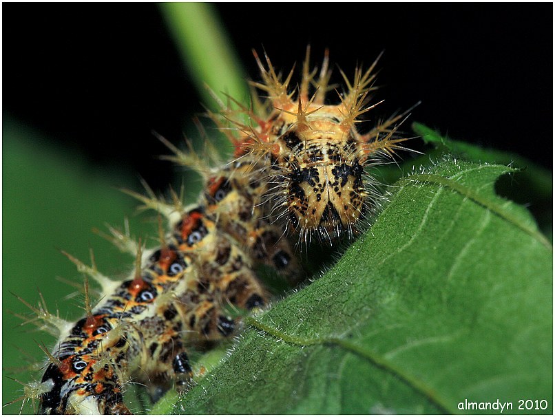 Rusałka ceik Rusałka ceik