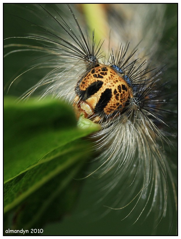 Brudnica nieparka Brudnica nieparka
