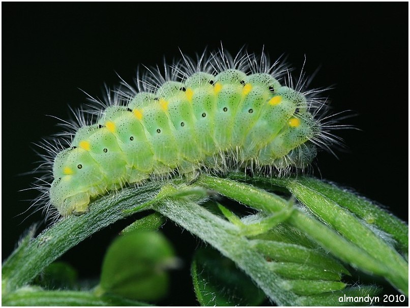 ...na grochu ...na grochu