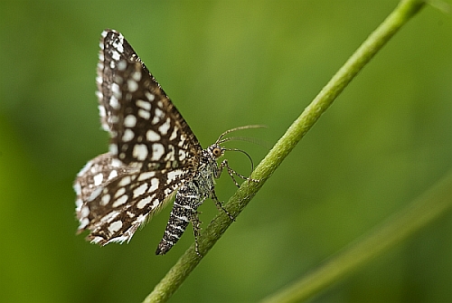 Chiasmia Clathrata-Witalnik naostrzak Chiasmia Clathrata-Witalnik naostrzak