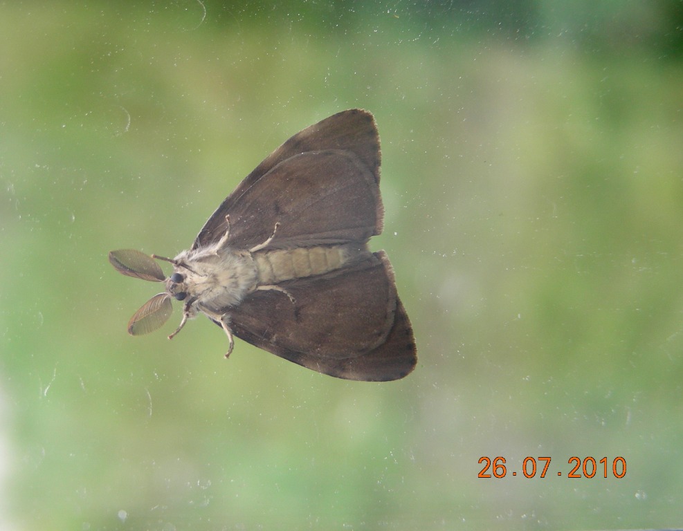 Brudnica nieparka (Lymantria dispar)
